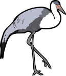 Wattled Crane